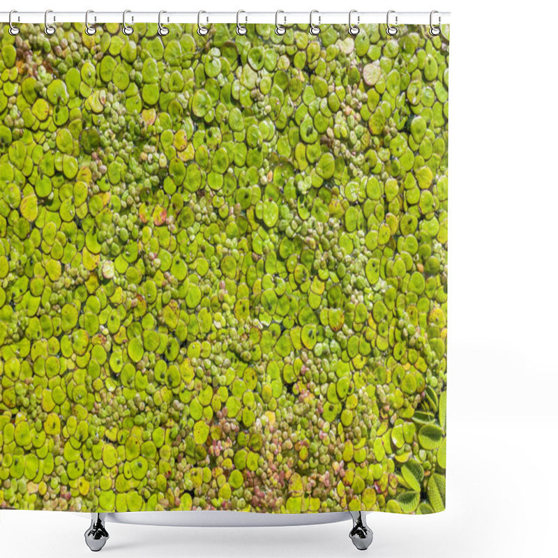 Personality  Close-up Of Healthy Lily Pads Floating On A Still, Slightly Cloudy Water Surface Realistic Image Emphasizing The Natural Beauty And Ecological Importance Of These Aquatic Plants Shower Curtains