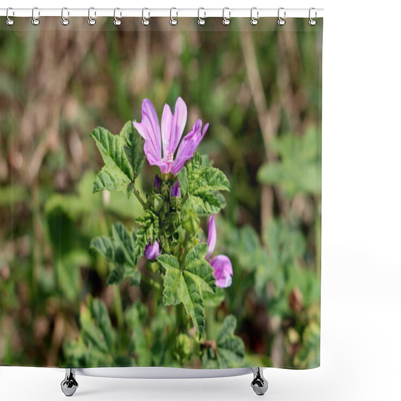 Personality  Side View Of Common Mallow Or Malva Sylvestris Or Cheeses Or High Mallow Or Tall Mallow Spreading Herb Plant With Closed Flower Buds And Bright Pinkish Purple With Dark Stripes Flowers Surrounded With Green Leaves Planted In Local Home Garden Shower Curtains