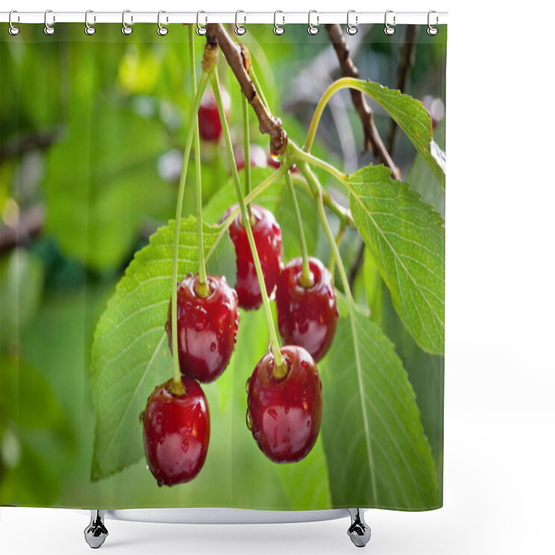 Personality  Sour Cherries Shower Curtains