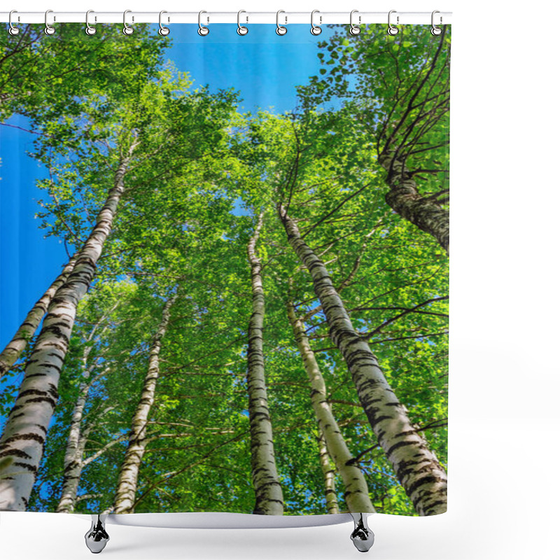 Personality  Green Birch Foliage And Blue Summer Sky Shower Curtains