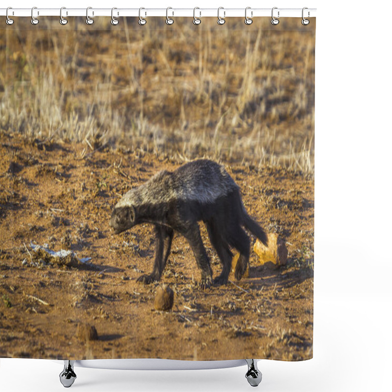 Personality  Honey Badger In Kruger National Park, South Africa Shower Curtains