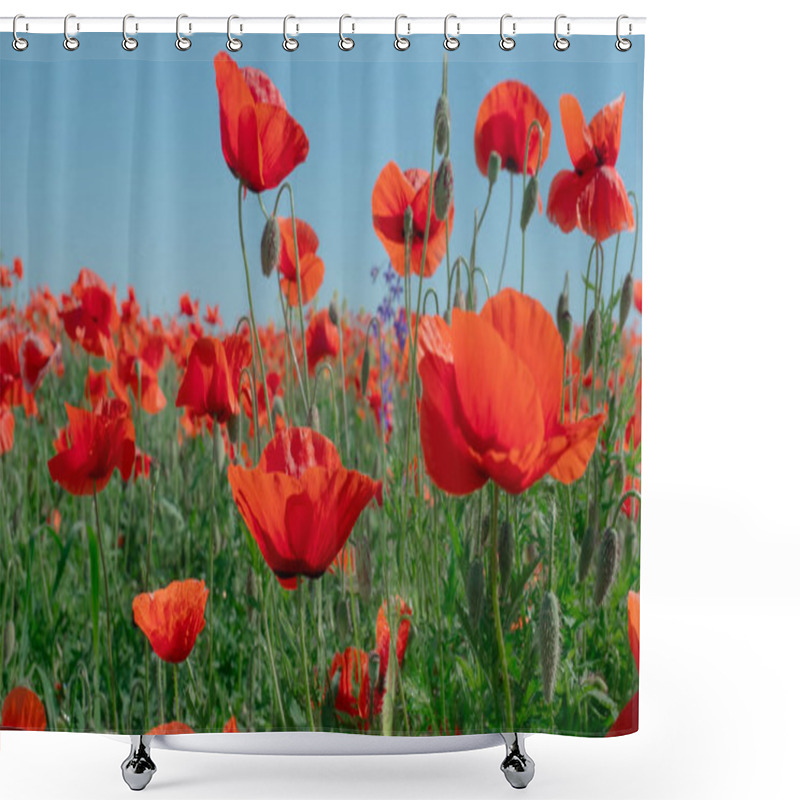 Personality  Summer Poppy Flowers On Green Field Shower Curtains