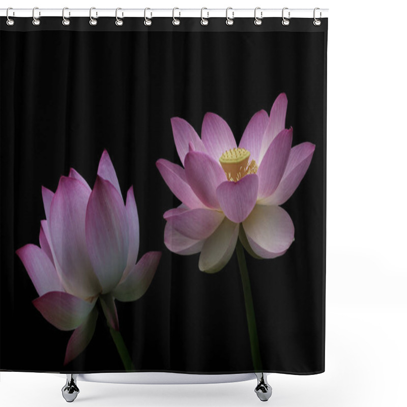 Personality  Pink Lotus Flowers, Isolated On Black Background. Object With Clipping Path. Shower Curtains