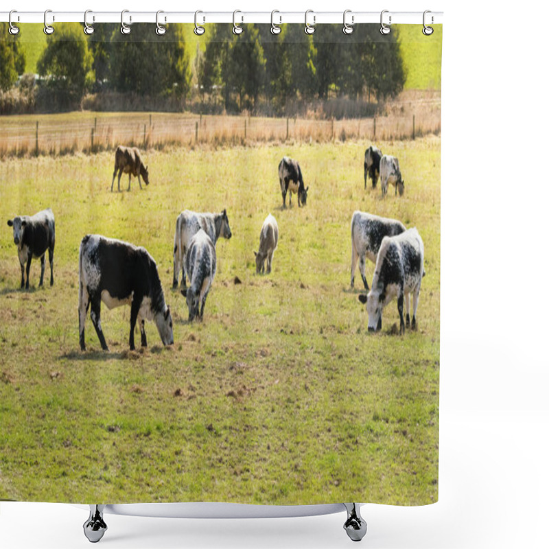 Personality  Bulls, Calves In White Streaked With Black Spot On Skin Grazing Grass In Tasmania Shower Curtains