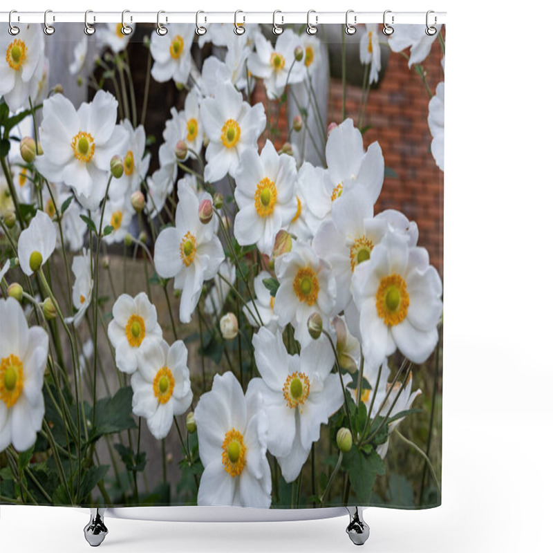 Personality  Beautiful White Anemone Hupehensis Flowers Blooming In The Garden. Shower Curtains