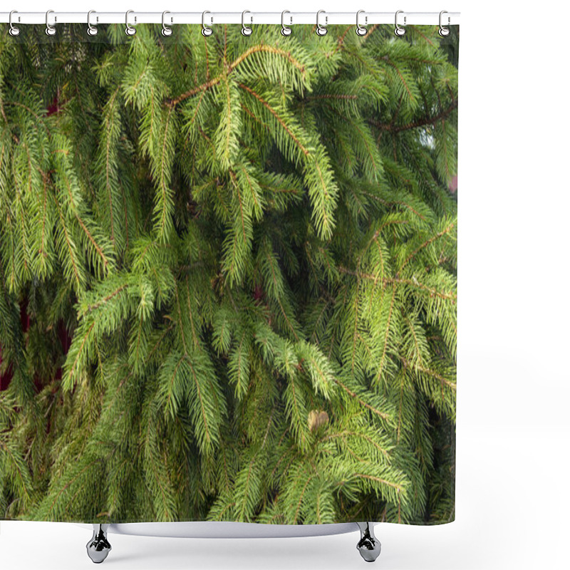 Personality  Beautiful Spruce Branches With Green  Needles Shower Curtains