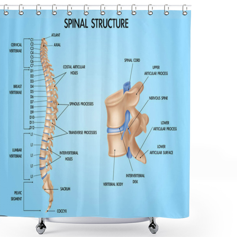 Personality  Spine Anatomy Realistic Chart  Shower Curtains