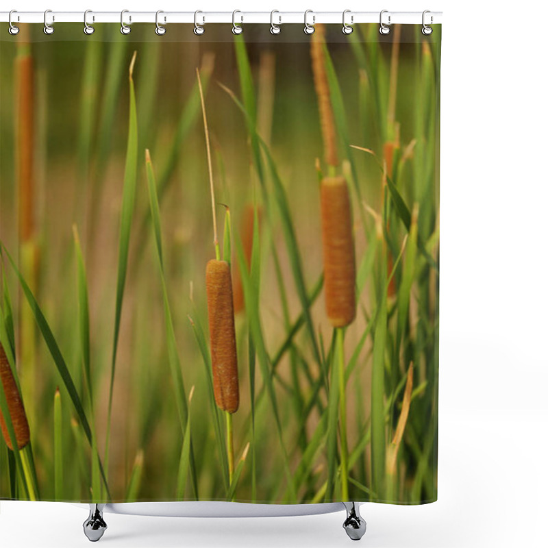 Personality  Close Up Of Cattail Grass Shower Curtains