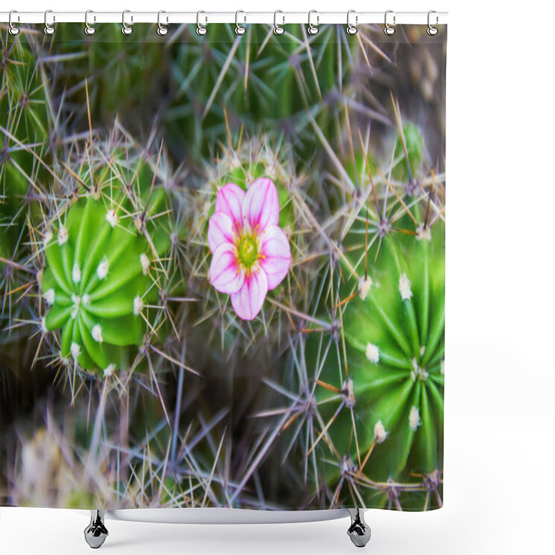 Personality  A Green Cactus With Large Spines And A Pink Flower. Blooming Cactus. Close-up. Shower Curtains