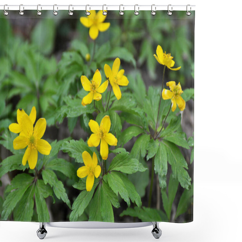 Personality  In The Spring In The Wild Forest Blooms Anemone Yellow (Anemone Ranunculoides). Shower Curtains