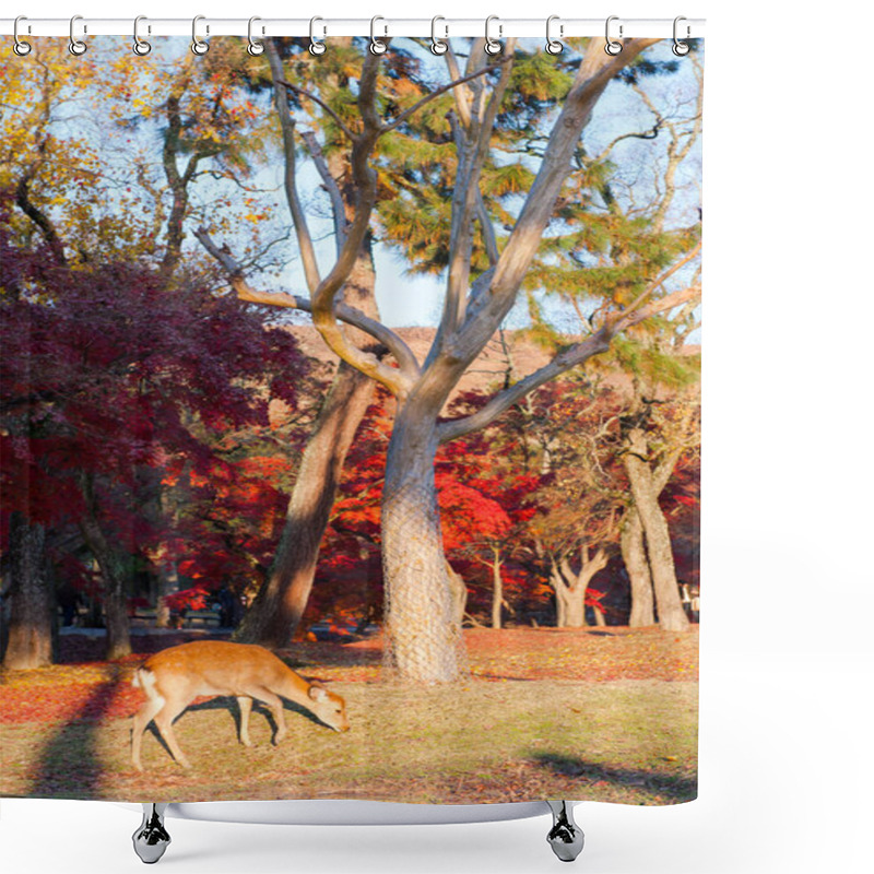 Personality  Autumn Maple Red With Cute Deer, Nara, Japan Shower Curtains