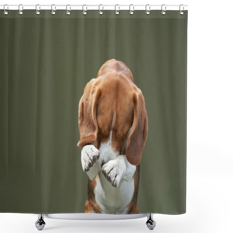 Personality  Portrait On A Green Background. Funny Beagle  Shower Curtains