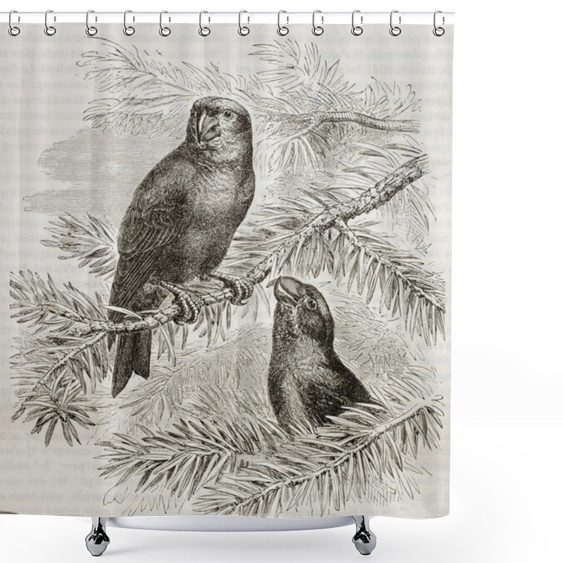 Personality  Loxya Pytyopsittacus Shower Curtains