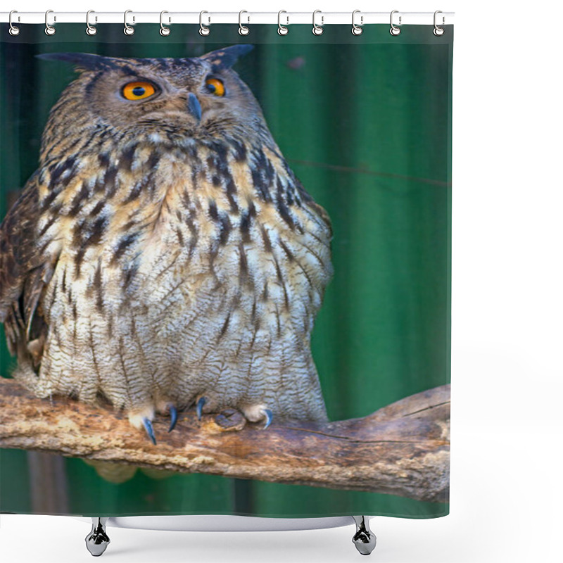 Personality  Big Beautiful Owl Sitting On A Branch. Unblinking Eyes. Shower Curtains