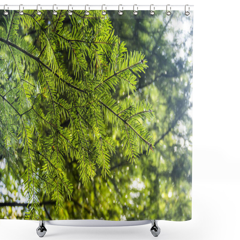 Personality  Close-up Branch Of European Silver Fir (Abies Alba) Shower Curtains