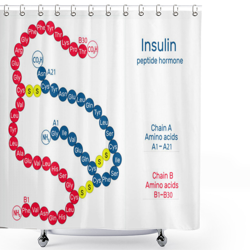 Personality  Human Insulin Molecule. It Is Peptide Hormone, Produced By Beta Cells Of The Pancreas, Used For The Treatment Of Hyperglycemia Shower Curtains