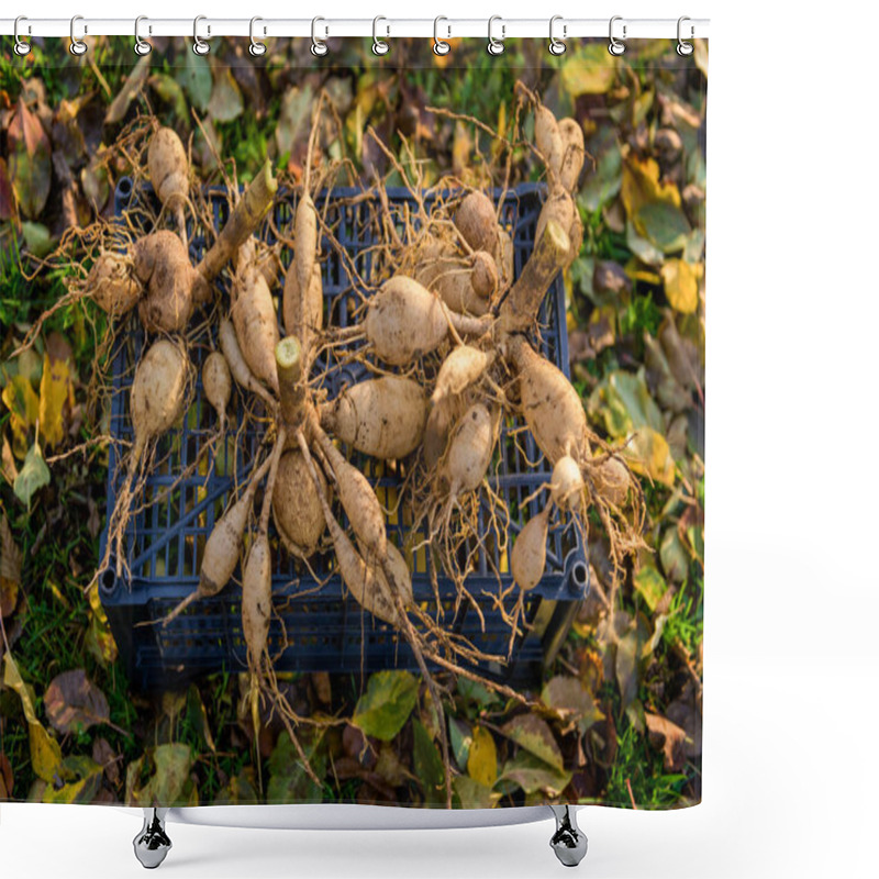 Personality  Lifted And Washed Dahlia Tubers Drying In Afternoon Autumn Sun Before Storage For Winter. Autumn Gardening Jobs. Overwintering Dahlia Tubers. Shower Curtains