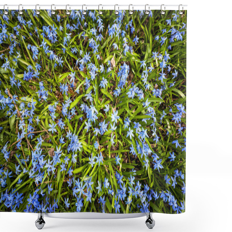 Personality  Spring Blue Flowers Glory-of-the-snow Shower Curtains