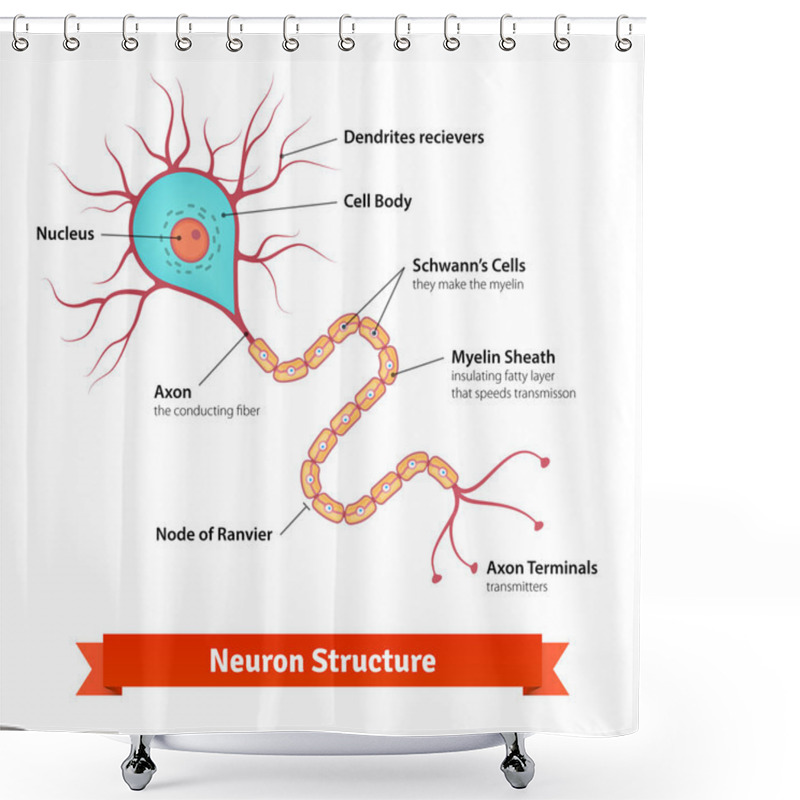 Personality  Brain Neuron Cell Diagram Shower Curtains