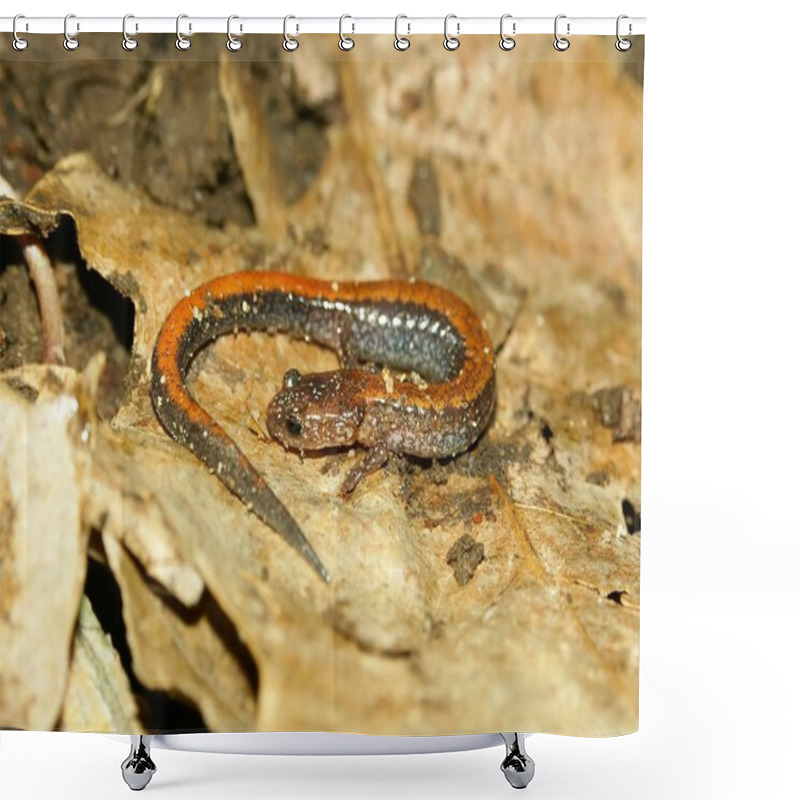 Personality  Redback Salamander (Plethodon Cinereus) Shower Curtains