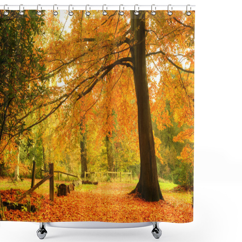 Personality  Beautiful Autumn Fall Forest Scene Shower Curtains