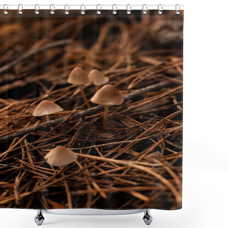 Personality  Small Marasmius Mushrooms Growing Amidst Fallen Pine Needles In A Forest. A Delicate Scene Of Natures Quiet Beauty, Showcasing The Intricate Textures Of The Fungi And Woodland Surroundings. Shower Curtains