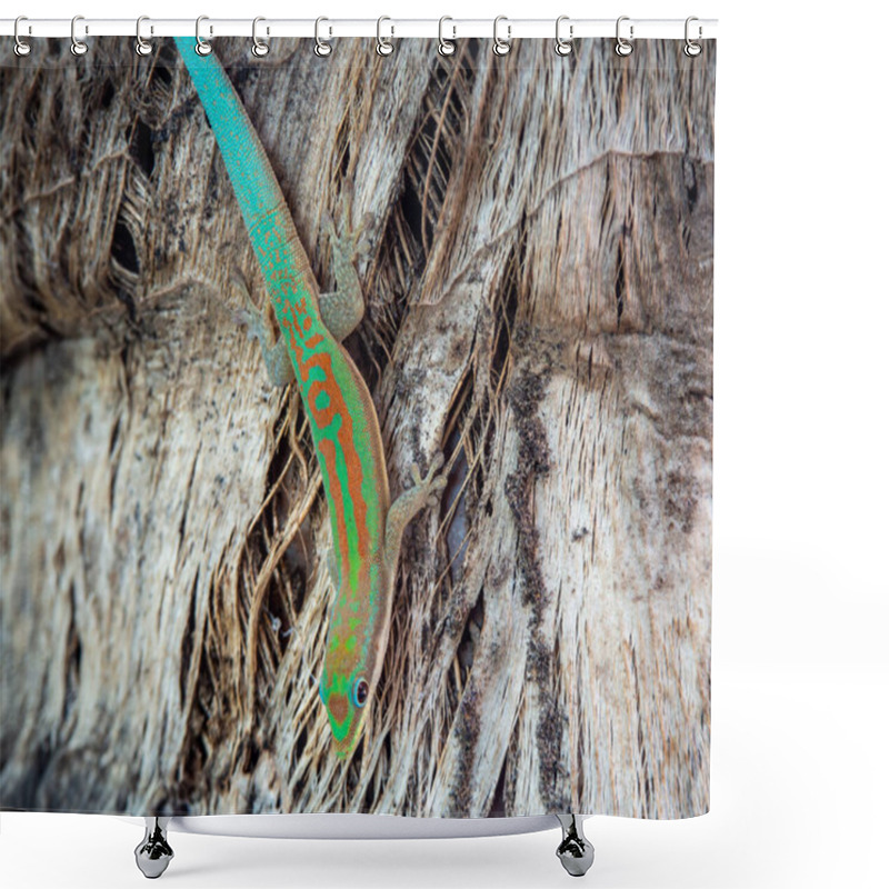 Personality  Madagascar Day Gecko, Madagascar Island Tropical Forest Jungle Lizard Shower Curtains