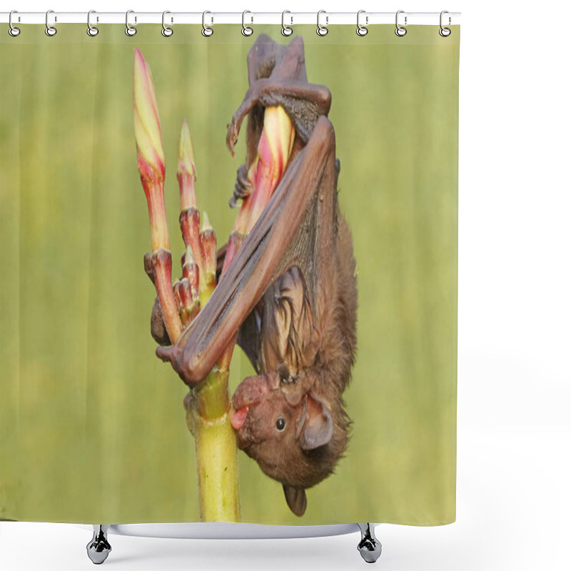 Personality  A Short-nosed Fruit Bat Eating Frangipani Flowers. This Flying Mammal Has The Scientific Name Cynopterus Minutus. Shower Curtains