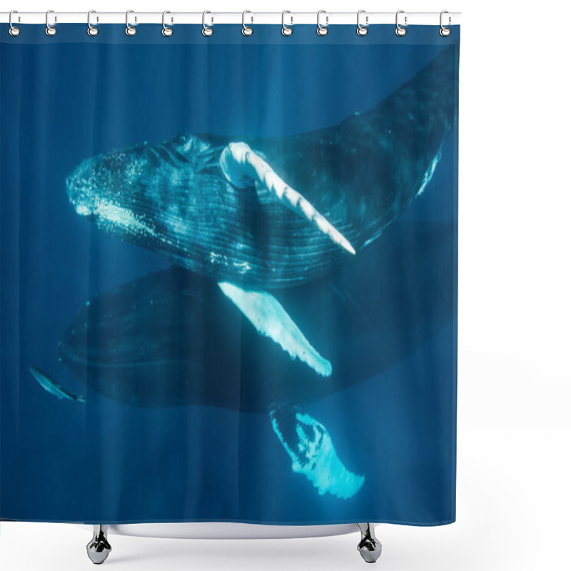 Personality  Humpback Whales Underwater Shower Curtains