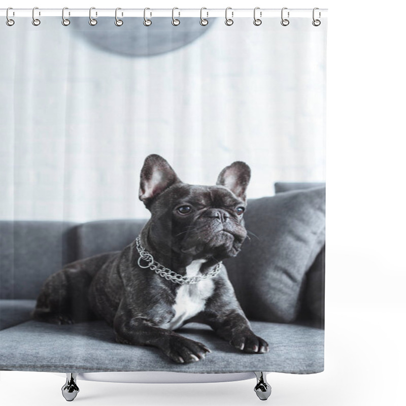 Personality  Close-up View Of Cute French Bulldog Lying On Grey Sofa  Shower Curtains