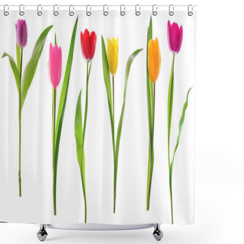 Personality  Spring Tulip Flowers In A Row Isolated On White Shower Curtains