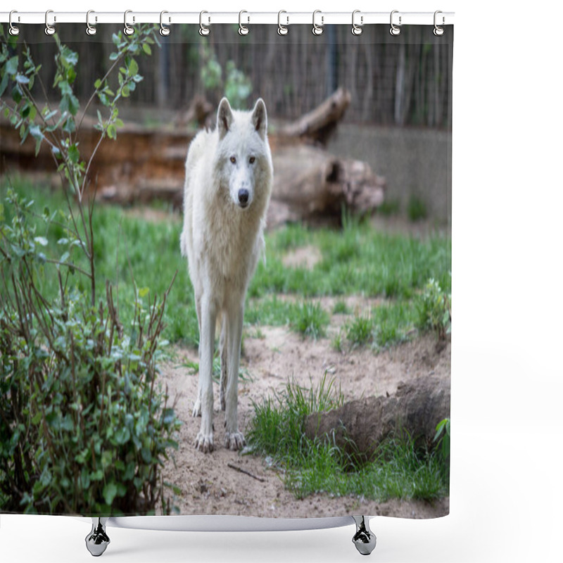 Personality  White Polar Wolf In Zoo Of Berlin Shower Curtains