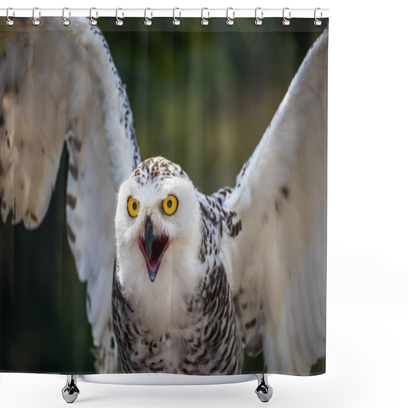 Personality  Detail Of Snowy Owl With Beak Open On Dark Background Shower Curtains