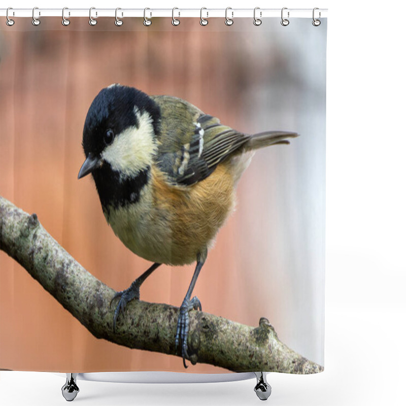 Personality  The Coal Tit Feeds On Insects, Seeds, And Nuts. Spotted On Bull Island, Dublin, Ireland, In Coastal Scrub. Shower Curtains