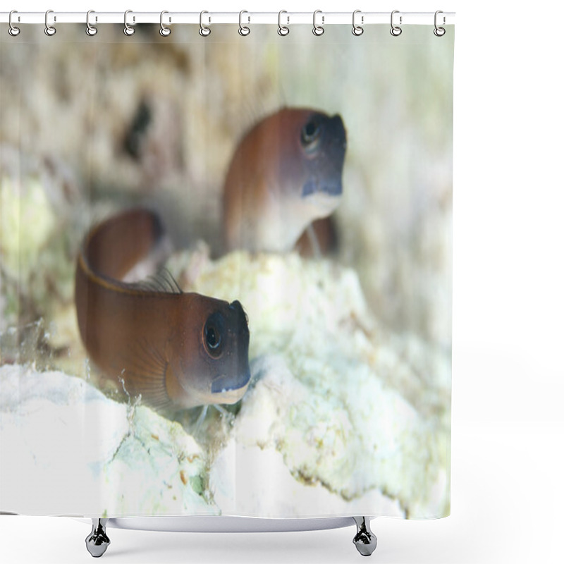 Personality  Aron Blenny Shower Curtains