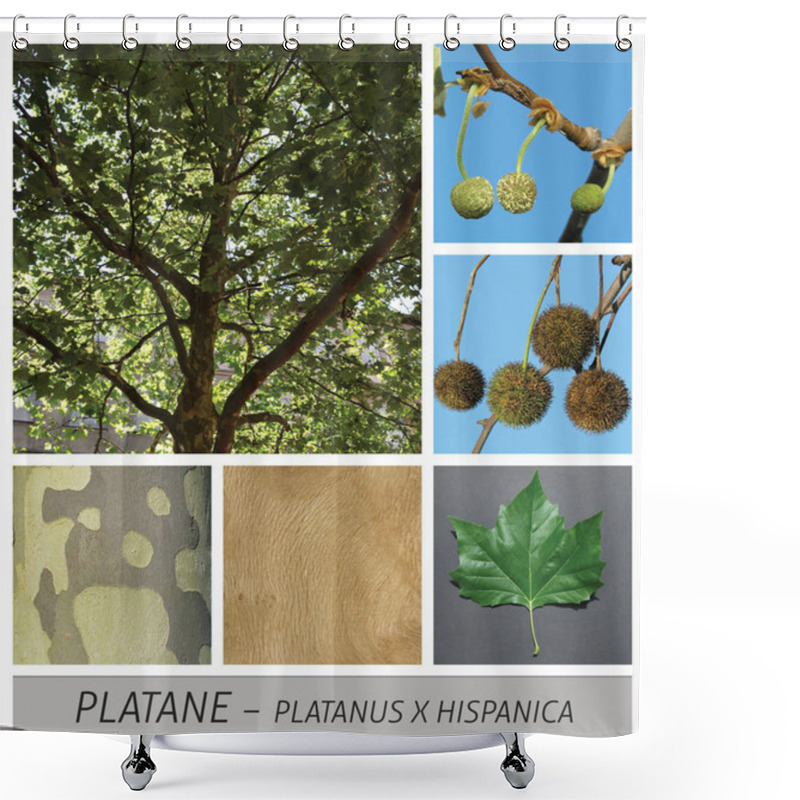 Personality  Plane, Maple, Common, Platanus, Hispanica, Fruits, Leaves Shower Curtains