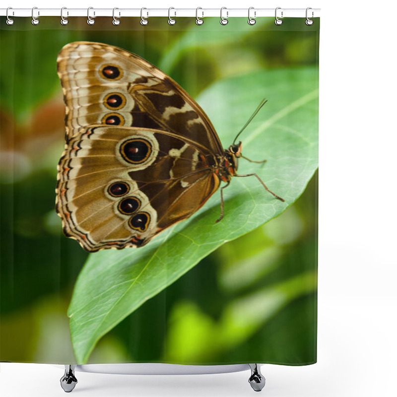 Personality  Butterfly Shower Curtains