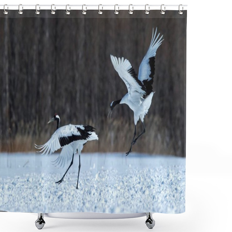 Personality  Dancing Red Crowned Cranes (grus Japonensis) With Open Wings On Snowy Meadow, Mating Dance Ritual, Winter, Hokkaido, Japan, Japanese Crane, Beautiful White And Black Birds, Elegant, Wildlife Shower Curtains