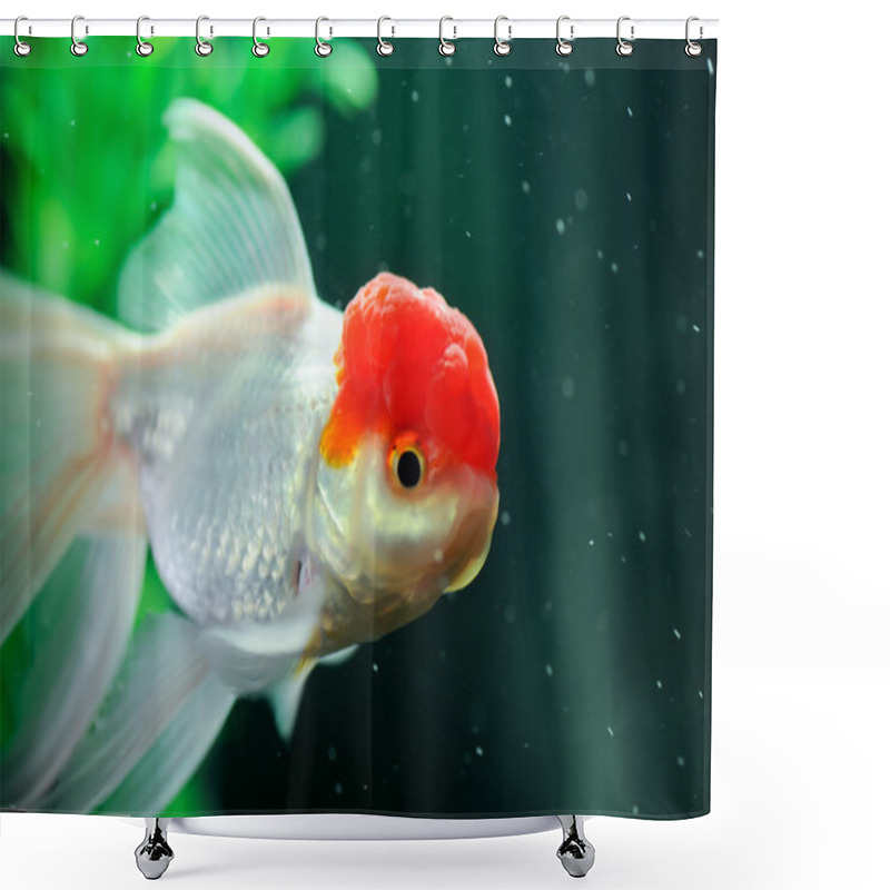 Personality  Red Cap Oranda Fish Shower Curtains