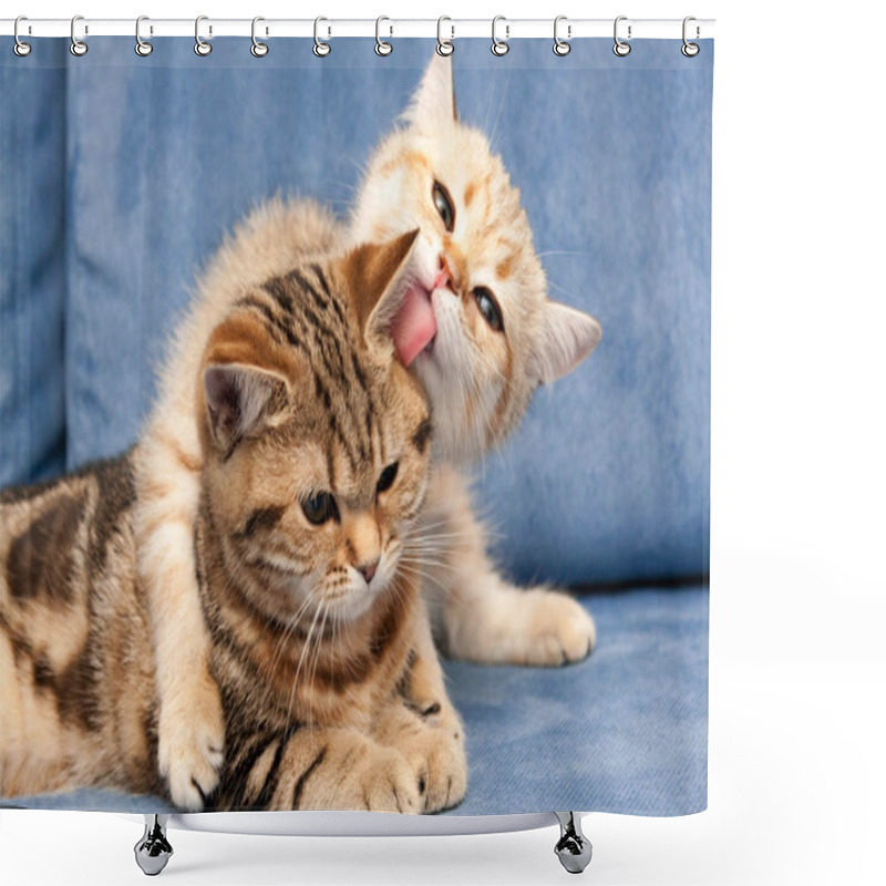 Personality  Golden British Kitten Hugs With Love His Girlfriend Cat And Licks Her Ear Tongue Shower Curtains