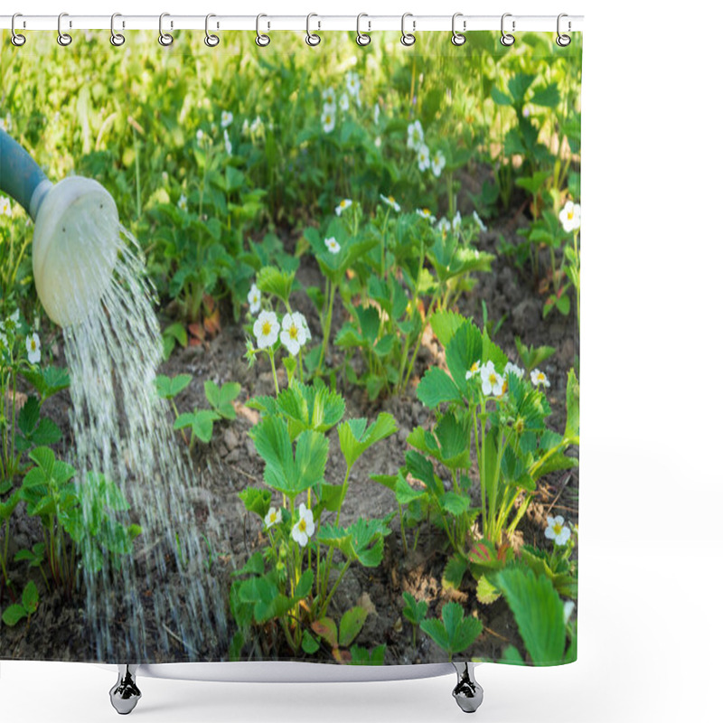 Personality  Watering Strawberries In The Evening On A Plantation For Good Harvest. Water From A Watering Can Pours Over Strawberry Bushes Shower Curtains