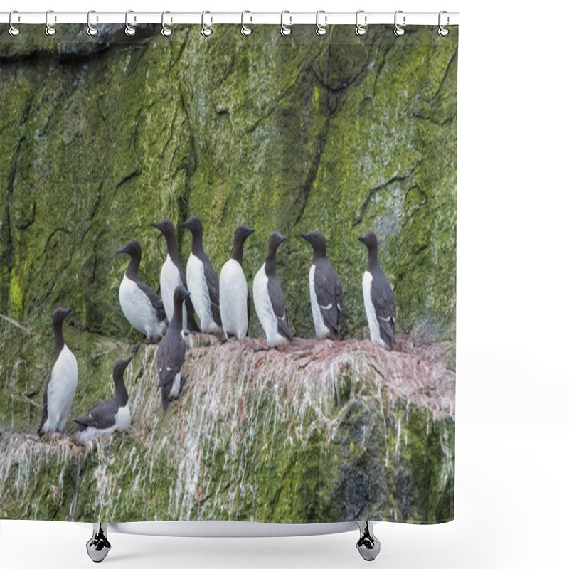 Personality  Thick-billed Murres (Uria Lomvia) Perched On Cliffs, Chukotka, Russia, Europe Shower Curtains