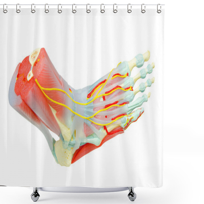 Personality  Human Foot Muscles Anatomy Model For Study Medicine.  Shower Curtains