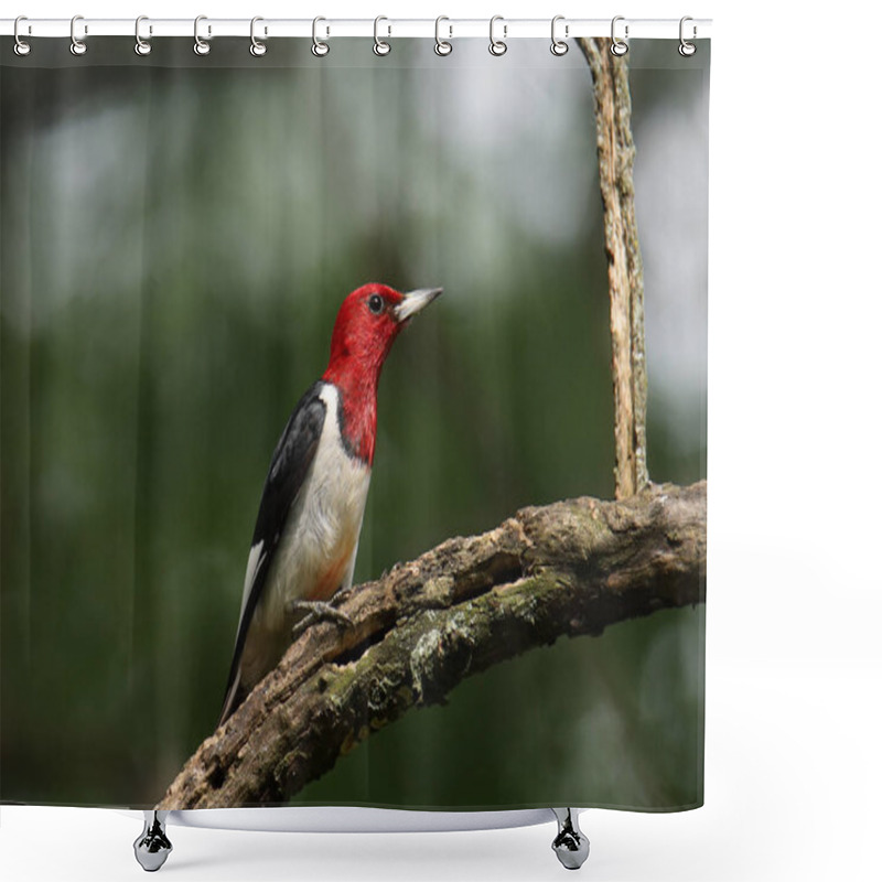 Personality  Red-headed Woodpecker (melanerpes Erythrocephalus) Shower Curtains