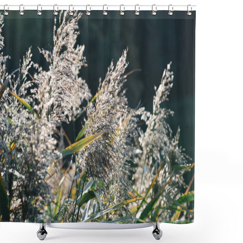 Personality  Close Up Of Plants On Dark Background In Park Shower Curtains