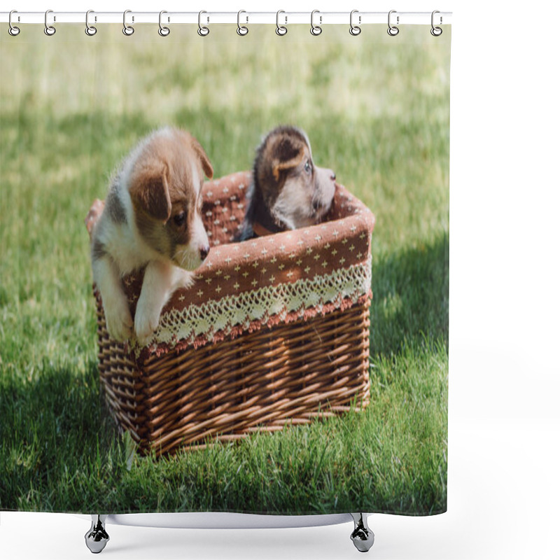 Personality  Cute Welsh Corgi Puppies In Wicker Box On Green Grassy Lawn Shower Curtains