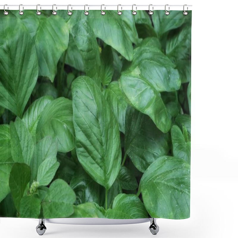 Personality  View Taken From Above Of The Green Leaves Of The Amaranthus Hybridus Plant Which Is Growing Abundantly Shower Curtains