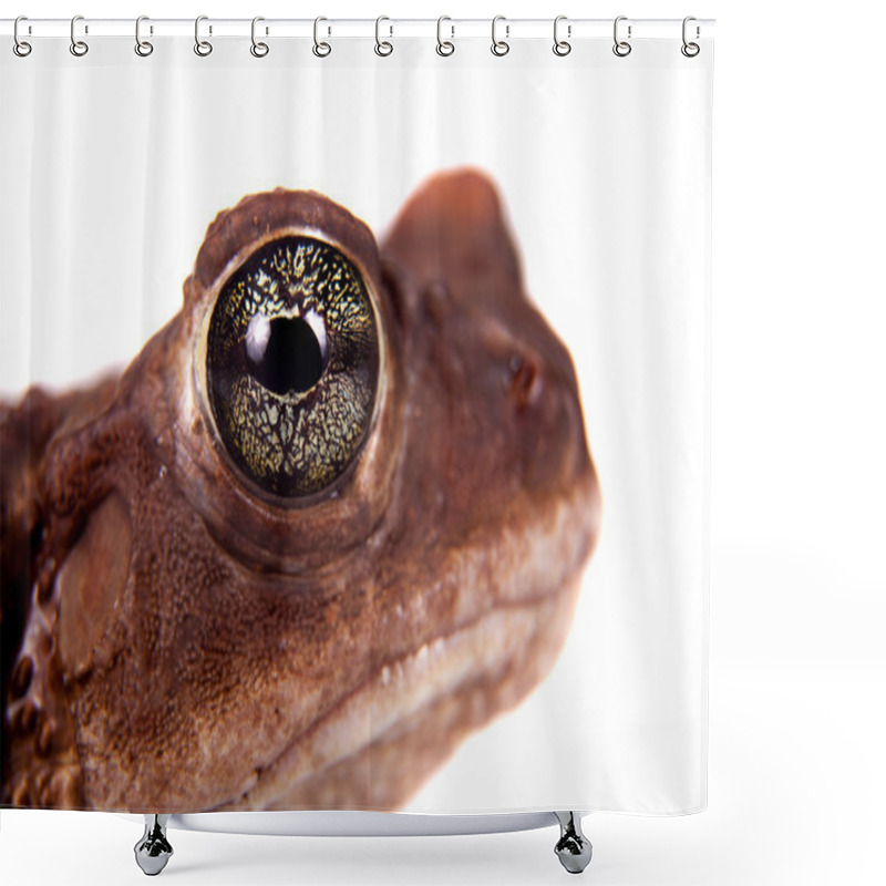 Personality  The Cuban Toad, Bufo Empusus, On White Shower Curtains