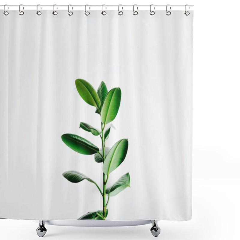 Personality  Close-up Of A Green Plant Against A White Background, Emphasizing Its Vibrant Leaves. Shower Curtains