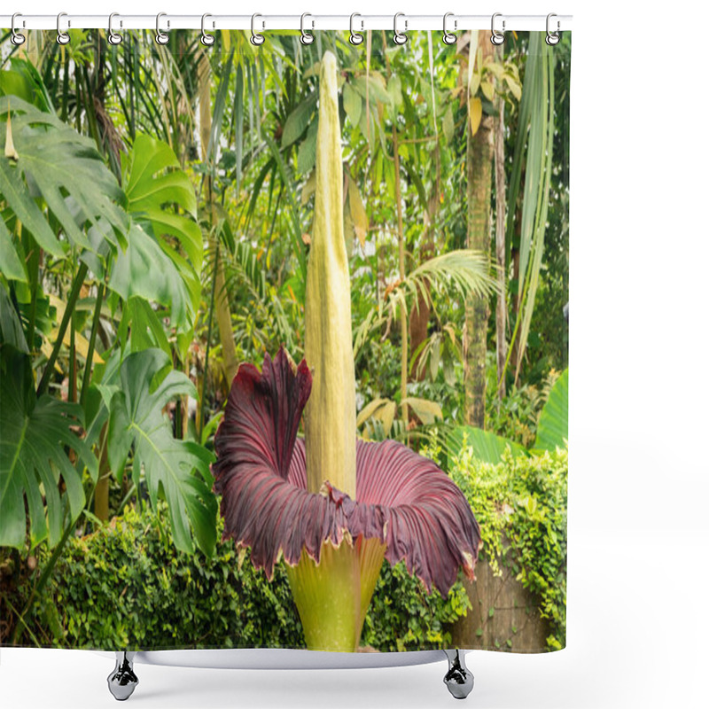 Personality  Zurich, Switzerland, May 24, 2023 Titan Arum Or Amorphophallus Titanum At The Botanical Garden Shower Curtains